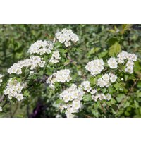 Blütensträucher und Ziergehölze - Crataegus monogyna Pumila 80 cm Stammhöhe