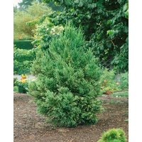 Nadelbäume u. Koniferen - Cryptomeria japonica 'Dacrydioides' 80-100 cm