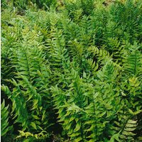 Kategorie <b>Farne </b> - Cyrtomium fortunei 'Clivicola' 20-30 cm