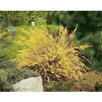Kategorie <b>Blütensträucher und Ziergehölze </b> - Cytisus praecox 'Warminster' 60-80 cm