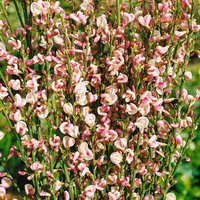 Kategorie <b>Blütensträucher und Ziergehölze </b> - Cytisus scoparius 'Dorothy Walpole' 60-80 cm