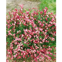 Kategorie <b>Blütensträucher und Ziergehölze </b> - Cytisus scoparius 'Eva' 60-80 cm