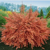 Kategorie <b>Blütensträucher und Ziergehölze </b> - Cytisus scoparius 'Frisia' 60-80 cm