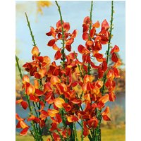 Kategorie <b>Blütensträucher und Ziergehölze </b> - Cytisus scoparius 'Fulgens' 60-80 cm