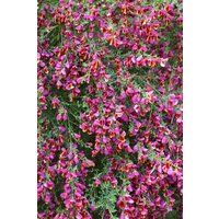 Kategorie <b>Blütensträucher und Ziergehölze </b> - Cytisus scoparius 'Johnson's Crimson' 40-50 cm