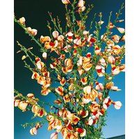 Kategorie <b>Blütensträucher und Ziergehölze </b> - Cytisus scoparius 'Liza' 60-80 cm