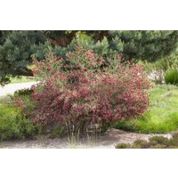 Kategorie <b>Blütensträucher und Ziergehölze </b> - Cytisus scoparius 'Windlesham Ruby' 60-80 cm