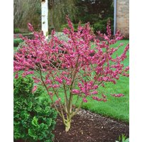 Kategorie <b>Blütensträucher und Ziergehölze </b> - Daphne mezereum 40-60 cm