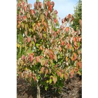 Blütensträucher und Ziergehölze - Davidia involucrata 'Sonoma' 100-125 cm