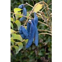 Laubbäume - Decaisnea fargesii 150-200 cm