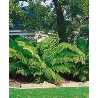 Farne - Dicksonia antarctica 90 cm Stammhöhe