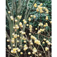 Kategorie <b>Blütensträucher und Ziergehölze </b> - Edgeworthia chrysantha 'Winter Liebe' 40-60 cm