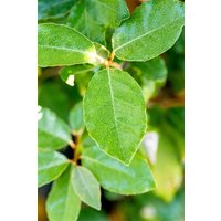 Blütensträucher und Ziergehölze - Elaeagnus ebbingei 'Compacta' 125-150 cm