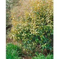 Kategorie <b>Blütensträucher und Ziergehölze </b> - Elaeagnus ebbingei Limelight 100-125 cm