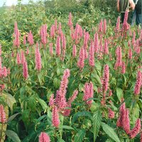 Kategorie <b>Produkt nicht gewünscht </b> - Elsholtzia stauntonii 60-80 cm