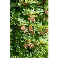 Kategorie <b>Blütensträucher und Ziergehölze </b> - Enkianthus campanulatus 'Wallaby' 40-60 cm