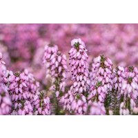 Kategorie <b>Rhododendren, Azaleen und Heide </b> - Erica carnea 'April Charme'