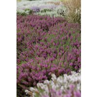 Kategorie <b>Rhododendren, Azaleen und Heide </b> - Erica carnea 'March Seedling' 15-20 cm