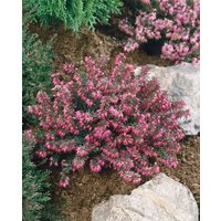 Kategorie <b>Rhododendren, Azaleen und Heide </b> - Erica carnea 'Myretoun Ruby' 15-20 cm