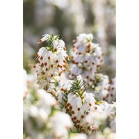 Kategorie <b>Rhododendren, Azaleen und Heide </b> - Erica carnea 'Schneekuppe' 15-20 cm