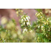 Kategorie <b>Rhododendren, Azaleen und Heide </b> - Erica carnea 'Steffi' ca. 11x11 cm Topf (Wuchs jahreszeitlich)