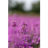 Kategorie <b>Produkt nicht gewünscht </b> - Erica cinerea 'Pallas'