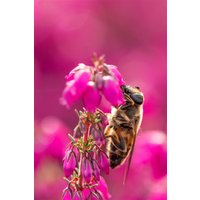 Kategorie <b>Produkt nicht gewünscht </b> - Erica cinerea 'Roter Kobold'