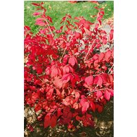 Kategorie <b>Bodendecker </b> - Euonymus alatus Fire Ball 40-50 cm
