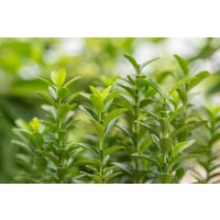 Kategorie <b>Bodendecker </b> - Euonymus japonicus 'Green Empire' 25-30 cm