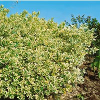 Kategorie <b>Bodendecker </b> - Euonymus japonicus President Gauthier 125-150 cm
