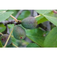 Kategorie <b>Obst </b> - Ficus carica 'Firoma' 60-80 cm