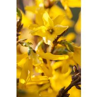 Kategorie <b>Blütensträucher und Ziergehölze </b> - Forsythia intermedia 'Mikador' 40-60 cm