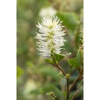 Kategorie <b>Blütensträucher und Ziergehölze </b> - Fothergilla gardenii 'Blue Shadow' 30-40 cm