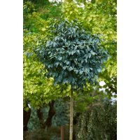 Kategorie <b>Laubbäume </b> - Fraxinus ornus 'Mecsek' 175-200 cm