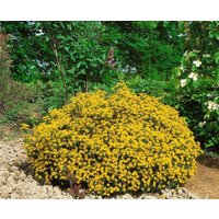 Kategorie <b>Blütensträucher und Ziergehölze </b> - Genista hispanica 20-30 cm