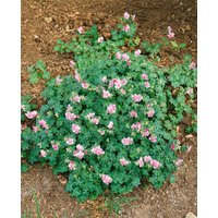 Kategorie <b>Stauden </b> - Geranium cantabrigiense 'Biokovo' ca. 12 cm Topf (Wuchs jahreszeitlich)