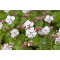Kategorie <b>Produkt nicht gewünscht </b> - Geranium x cantabrigiense 'St. Ola' ca. 9x9 cm Topf (Wuchs jahreszeitlich)