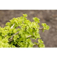 Kategorie <b>Nadelbäume u. Koniferen </b> - Ginkgo biloba 'Chris Dwarf' 25-30 cm