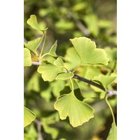 Kategorie <b>Nadelbäume u. Koniferen </b> - Ginkgo biloba 'Denise' 125-150 cm