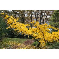 Kategorie <b>Nadelbäume u. Koniferen </b> - Ginkgo biloba 'Horizontalis' 120 cm