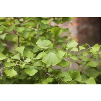 Kategorie <b>Nadelbäume u. Koniferen </b> - Ginkgo biloba 'Tit' 150-175 cm