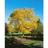Kategorie <b>Produkt nicht gewünscht </b> - Gymnocladus dioicus 60-80 cm