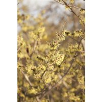 Blütensträucher und Ziergehölze - Hamamelis virginiana 125-150 cm