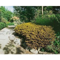 Kategorie <b>Produkt nicht gewünscht </b> - Hebe ochracea 'James Stirling' ca. 11x11 cm Topf (Wuchs jahreszeitlich)