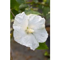 Kategorie <b>Produkt nicht gewünscht </b> - Hibiscus syriacus 'Eleonore' 60-80 cm