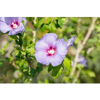 Kategorie <b>Produkt nicht gewünscht </b> - Hibiscus syriacus 'Ultramarine' 60-80 cm