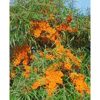 Wildbäume u. Wildsträucher - Hippophae rhamnoides 'Askola' 40-60 cm