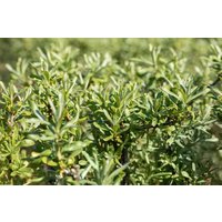 Wildbäume u. Wildsträucher - Hippophae rhamnoides 'Sirola' 60-100 cm