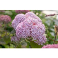 Kategorie <b>Produkt nicht gewünscht </b> - Hydrangea arborescens 'Candybelle' Bubblegum 60-80 cm