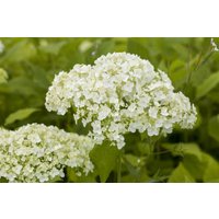 Kategorie <b>Produkt nicht gewünscht </b> - Hydrangea arborescens 'Lime Rickey' 60-80 cm